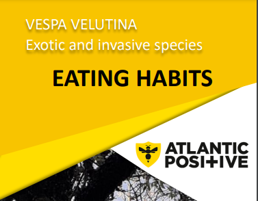 VESPA VELUTINA: EATING HABITS